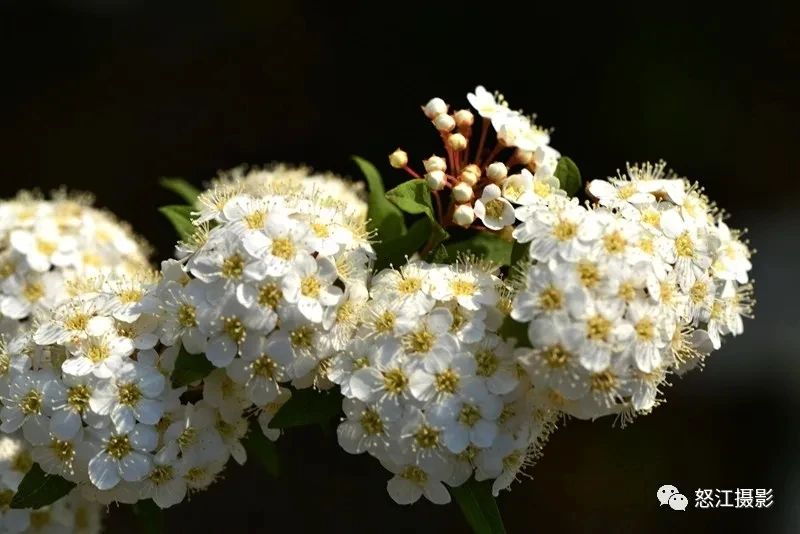 怒江游玩新去處，大密扣花開漫山野