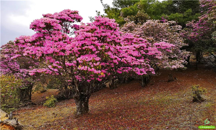 青巖山杜鵑花開漫山野 大美蘭坪等你來！